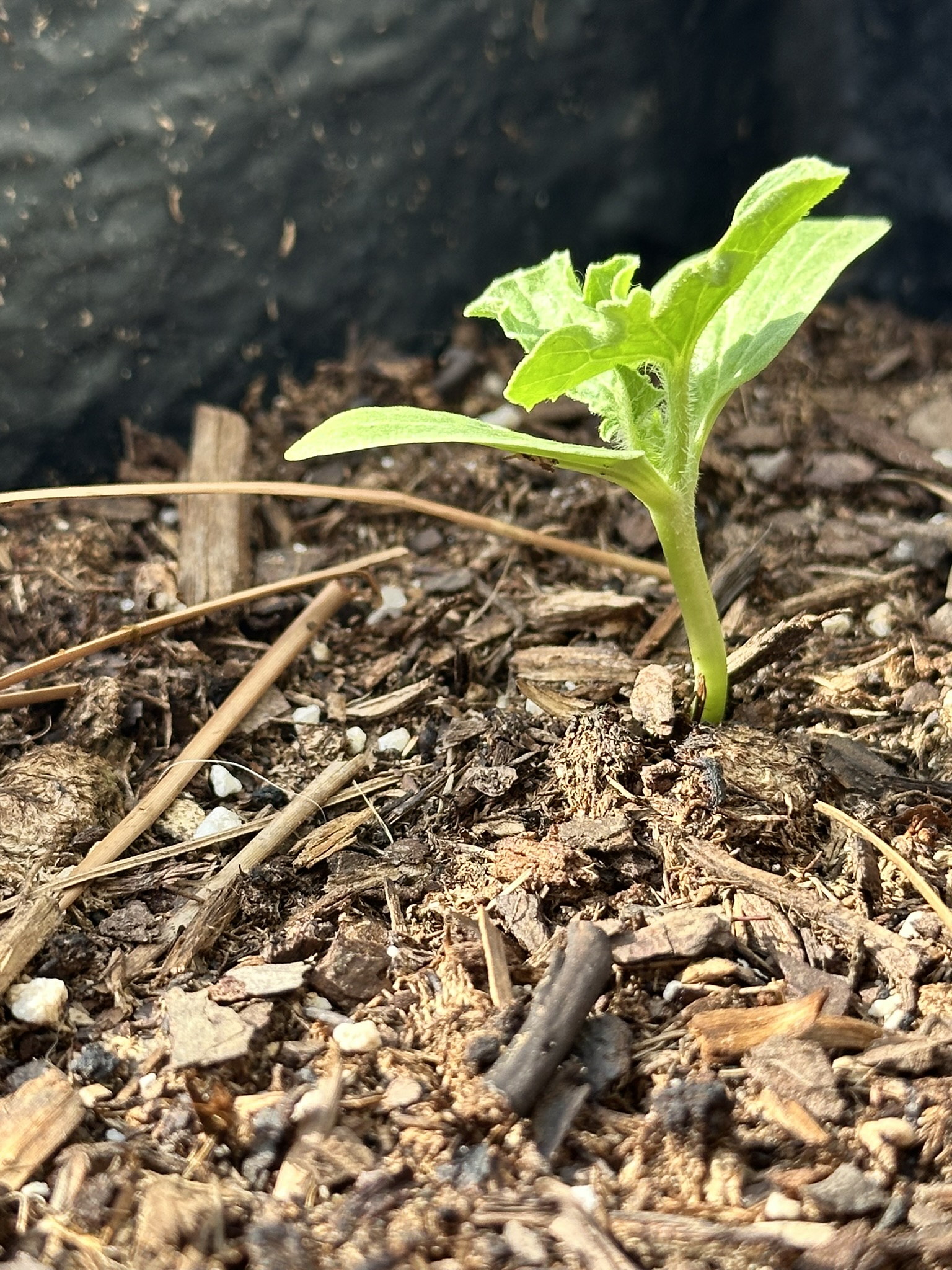 Vibrant watermelon seedling in container garden showing first true leaves reaching skyward, perfect for apartment gardening